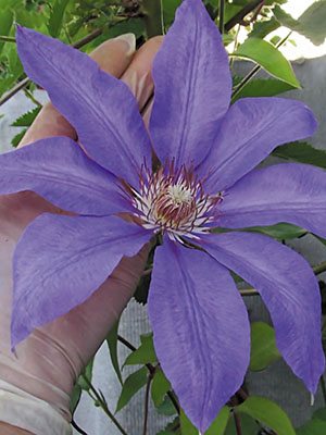 Клематис гибридный Lawsoniana (1 шт) - 1