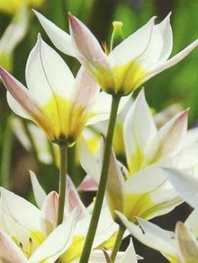 Тюльпан ботанический туркестанский 7/8 (3 шт)