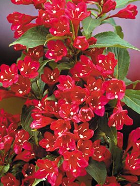 Вайгелія гібридна Red Prince