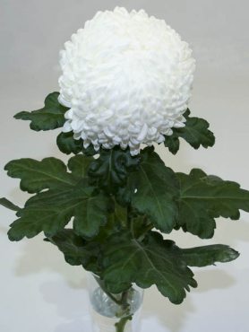 Хризантема зрізна Kibo (9 шт)