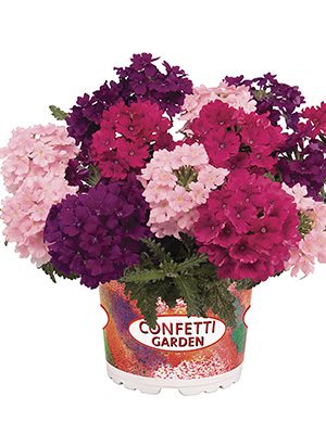 Набор Confetti Garden Linda Victoria 2021 (1 шт) - 1