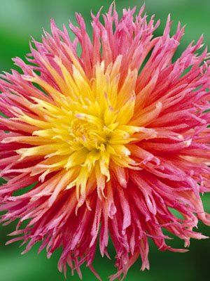Жоржина кактусова бахромчата Fringed Star (1 шт) - 1