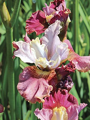 Ирис сибирский Peacock Butterfly Cherry Fling (1 шт) - 1