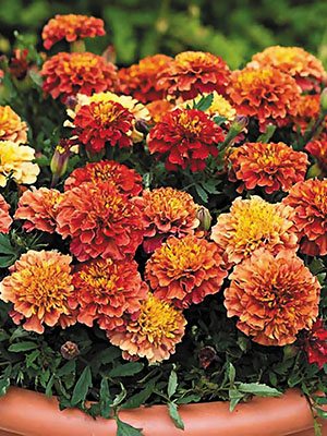 Бархатцы мелкоцветковые Fireball Strawberr Blonde (10 шт)