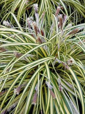 Осока Морроу Variegata (1 шт)