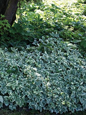 Борщівка звичайна Variegata (1 шт) - 1