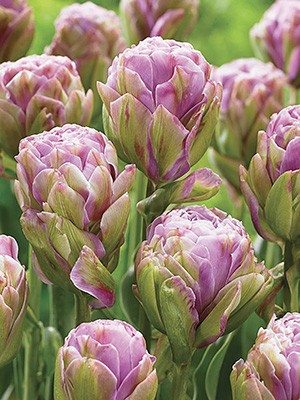 Тюльпаны Махровые поздние Violet Pranna 11/12 (20 шт) - 1