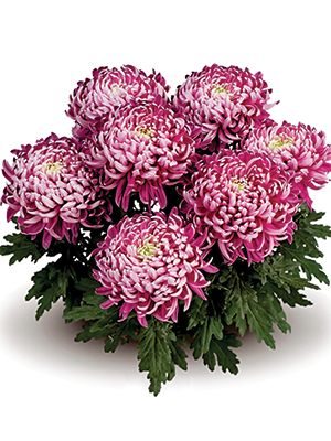 Хризантема горшечная Trumpf Violett (3 шт) - 1
