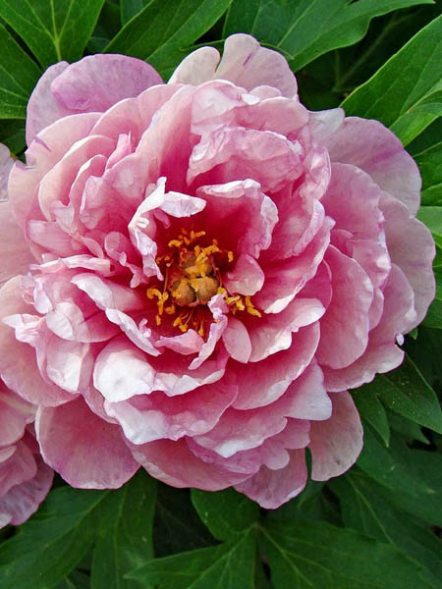 Пион ІТО-гибрид Pink Double Dandy" (1 шт) - 1