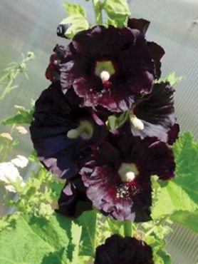 Мальва розовая Nigra, черно-красная (0,5 г)