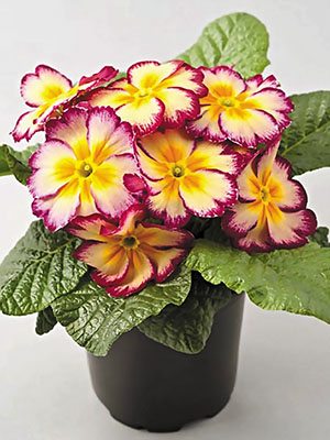 Примула El Unistar Carmin Cream F1 (3 шт) - 1