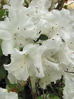 Рододендрон японський Adonis (1 шт) - 1