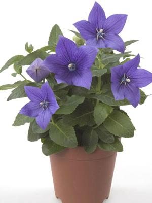 Платікодон великоквітковий Astra Blue (3 шт)
