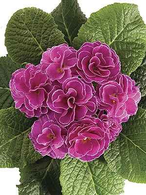 Примула звичайна Petticoat Lilac F1 (3 шт)