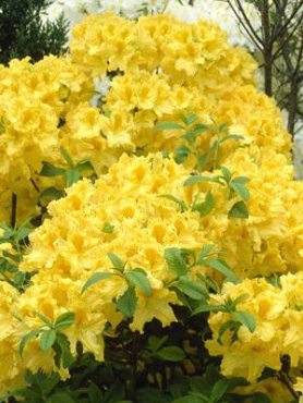 Рододендрон х Knap Hill Anneke