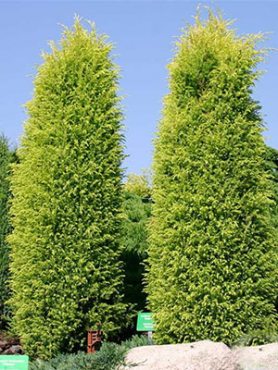 Яловець звичайний Gold Cone (1 шт)