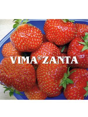 Земляника крупноплодная (клубника) Vima Zanta (5 шт) - 1