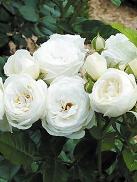 Роза шраб Artemis (1 шт)