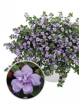 Бакопа Double Lavender (3 шт)