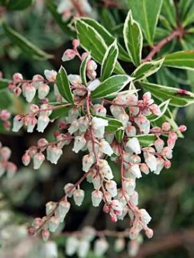 Піеріс японський Little Heath (1 шт)
