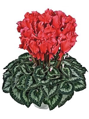 Цикламен великоквіткова Halios Curly Saumon Ecarlate F1 (1 шт) - 1
