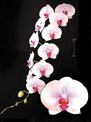 Доритенопсис Gu Keng Beauty "A09386" (1 шт) - 1