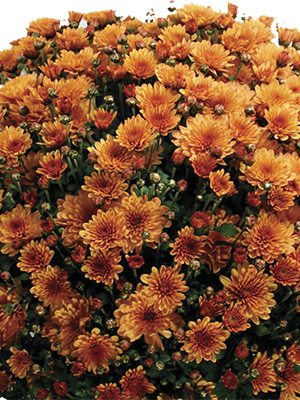Хризантема мелкоцветковая низкорослая Bransound Dark Orange (3 шт) - 1