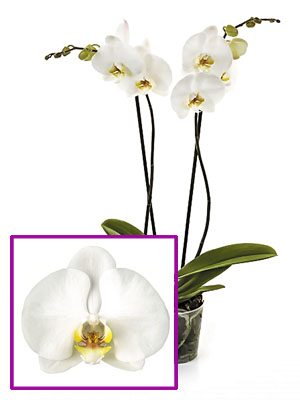 Фаленопсис гибридный White Swan (1 шт)