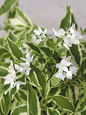 Дейція витончена Variegata (1 шт) - 1