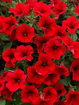 Петуния ампельная Surfinia Compact Dark Red (6 шт)