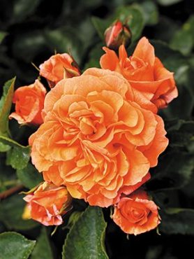 Роза флорибунда Orangerie (1 шт)