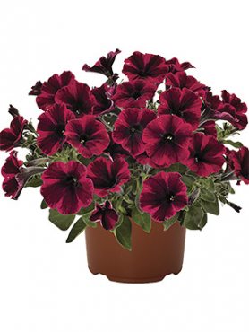 Петуния полуампельная Sweetunia Suzie Storm (3 шт)