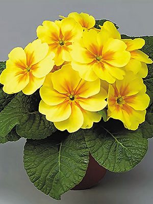 Примула Bonneli Yellow org Eye F1 (3 шт) - 1