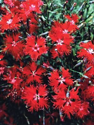 Гвоздика пышная Crimsonia, темно-красная (30 шт) - 1