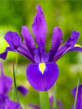 Ирис голландский Purple Sensation 8/+ (5 шт)