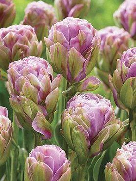 Тюльпани Махрові пізні Violet Pranna 11/12 (20 шт)