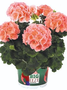 Пеларгония зональная Big Eeze Salmon (1 шт)
