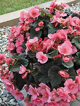 Бегония красивоцветущая Solenia Light Pink (1 шт)