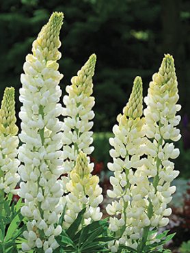 Люпин многолистный Gallery White (1 шт)