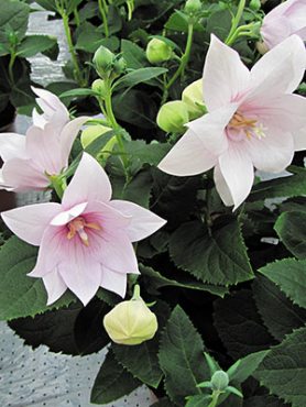 Платикодон крупноцветковый Astra Semi-Double Pink (1 шт)