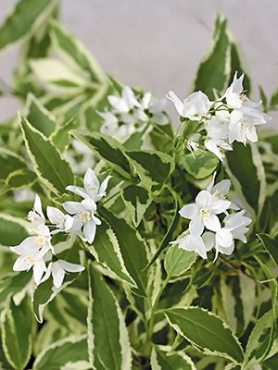 Дейція витончена Variegata (1 шт)
