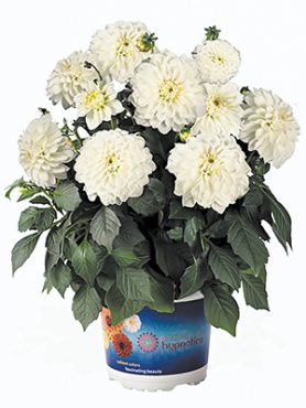 Георгина гибридная Hipnotika White (Р12) (1 шт)