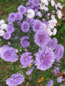 Астра новобельгийская Almira Dauble Blue (1 шт)
