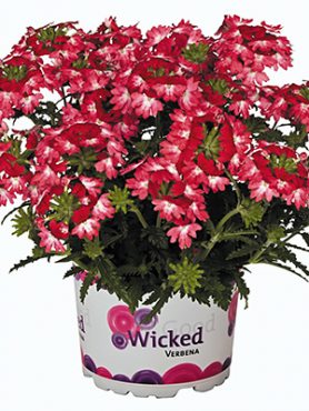 Вербена гибридная Wicked Pink Pepper (Р12) (1 шт)