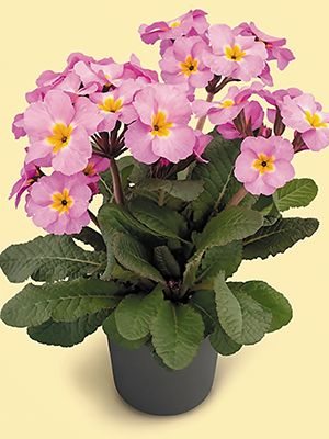 Примула высокая ф. полиантовая Stella Light Lilac F1 (3 шт) - 1