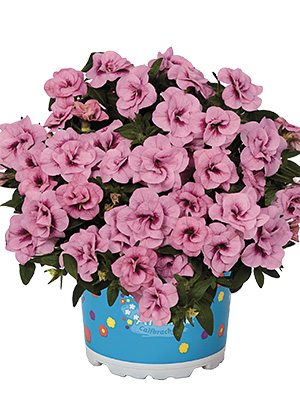Калібрахоа гібридна Aloha Double Soft Pink (3 шт) - 1