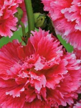 Мальва гібридна Hollyhock Fiesta Time вишнево - рожева з білим (5 шт)
