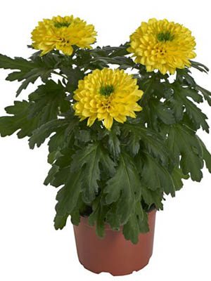 Хризантема горщикова Nova Yellow (3 шт) - 1