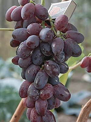 Виноград Ризамат (1 шт) - 1