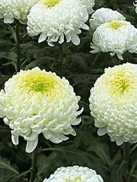 Хризантема зрізна May Shoesmith White (3 шт)